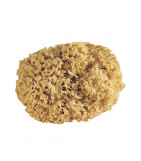 Eponge Gerbis naturelle