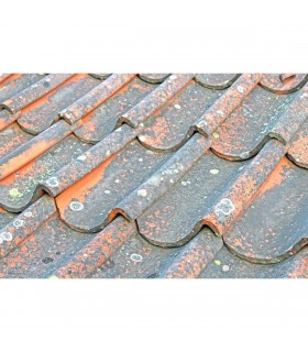 Anti M Guard 2 en 1 concentré nettoyant fongicide hydrofuge terrasses toitures façades