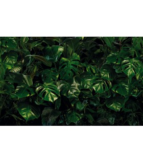 Panoramique Tropical Wall - Collection Pure 2 - KOMAR - REF P333-VD4  - 400x250CM