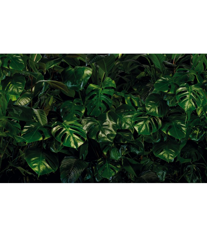 Panoramique Tropical Wall - Collection Pure 2 - KOMAR - REF P333-VD4  - 400x250CM