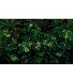 Panoramique Tropical Wall - Collection Pure 2 - KOMAR - REF P333-VD4  - 400x250CM