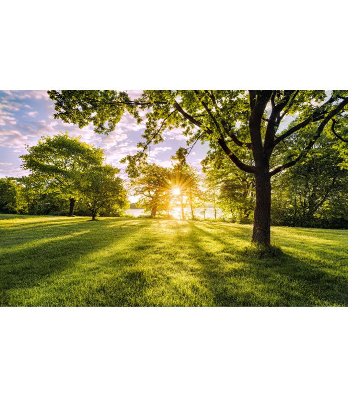 Panoramique Golden Moment - Collection Pure 2 - KOMAR - REF PSH054-VD4  - 400x250CM