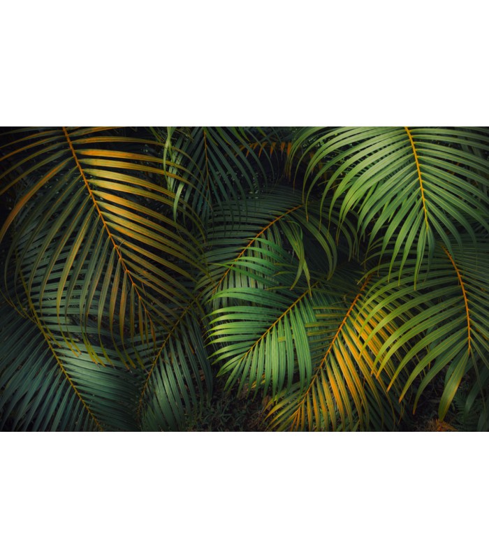 Panoramique Amazon Fern - Collection Pure 2 - KOMAR - REF PSH109-VD4  - 400x250CM