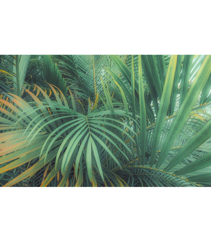 Panoramique Foggy Fern - Collection Pure 2 - KOMAR - REF PSH107-VD4  - 400x250CM