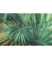 Panoramique Foggy Fern - Collection Pure 2 - KOMAR - REF PSH107-VD4  - 400x250CM