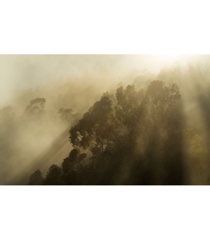 Panoramique Foggy Sunshine - Collection Pure 2 - KOMAR - REF PSH113-VD4  - 400x250CM