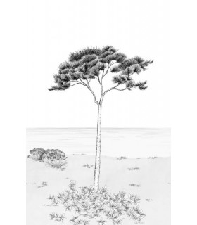 Panoramique PARFUM DE PIN L NOIR FUSAIN 200x310 - Collection WONDERWALLS 2 - CASADECO - Réf. WDWD200029104