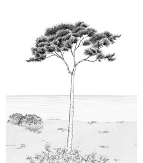 Panoramique PARFUM DE PIN S NOIR FUSAIN 200x250 - Collection WONDERWALLS 2 - CASADECO - Réf. WDWD200029105